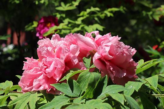 最新百花丛，友情的绽放与家的温馨陪伴